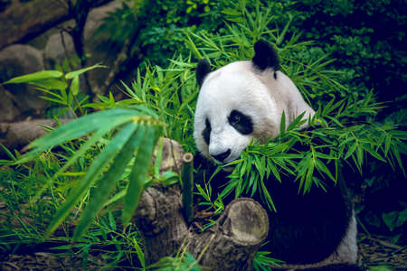 Hungry giant panda bear eating bambooの写真素材
