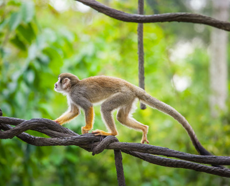 Squirrel monkey in natural habitat, rain forest and jungle, playing and moving around