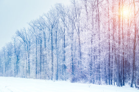 Amazing evening winter landscape. Carpathian, Ukraine, Europe. Retro style filter. の写真素材