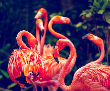 Pink flamingo close-up in Singapore zooの写真素材
