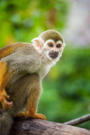 Squirrel monkey in natural habitat, rain forest and jungle, playing and moving aroundの写真素材