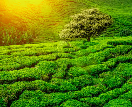Lonley tree on tea plantation in the Cameron Highlands, Malaysiaの写真素材