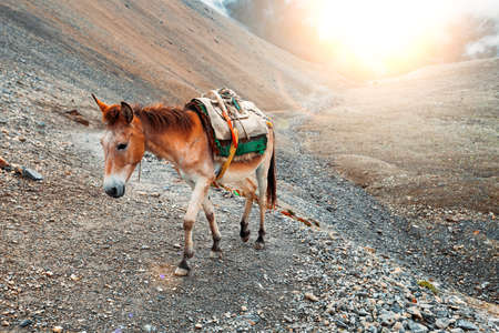 Beautiful landscape in Himalayas mountains, Annapurna area.の写真素材