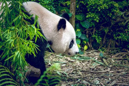 Giant panda in Singapore zooの写真素材