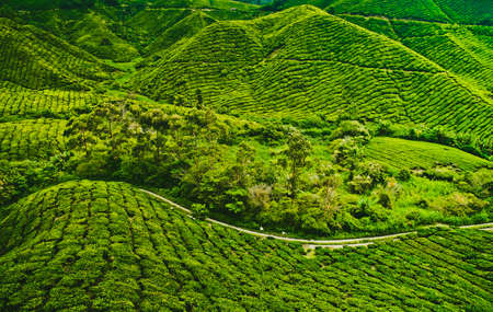 Tea plantation in Cameron highlands, Malaysiaの写真素材