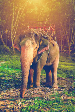 Elephant stands in the middle of the forest in the jungle. Krabi province, Thailandの写真素材