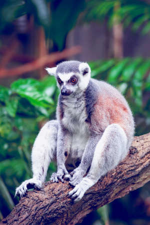 Beautiful ring-tailed lemur, lemur catta sitting on a logの写真素材
