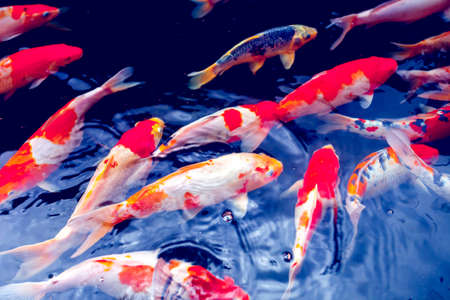 Red gold and white koi fish in a pondの写真素材