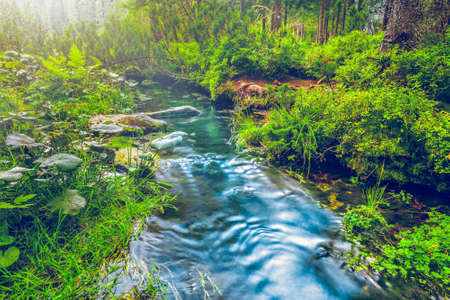 Mountain stream in green forest. Carpathians, Ukraineの写真素材