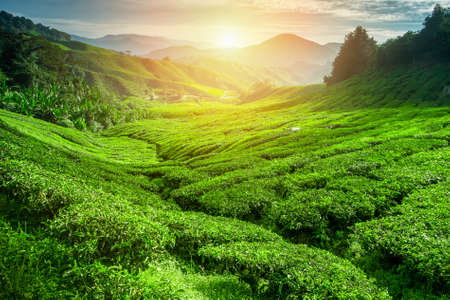 Tea plantation in sunset time. Nature backgroundの写真素材