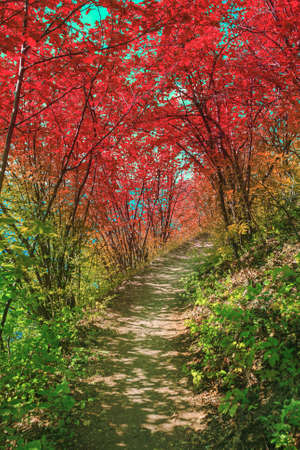 Colorful Pathway in Bakota Park, Ukraine in nice dayの写真素材