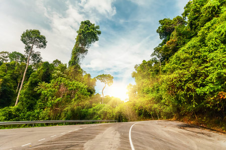 asphalt Country road beetwen green trees in sunset