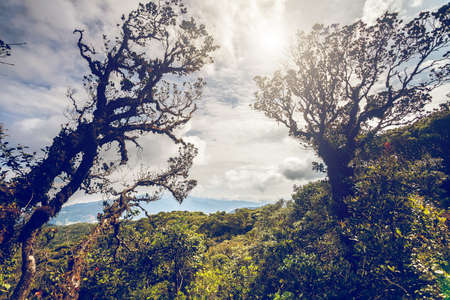 green trees and bushes closeup with blue sky and white clouds in mountainsの写真素材