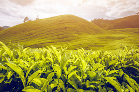 Tea plantation in Cameron highlands, Malaysiaの写真素材