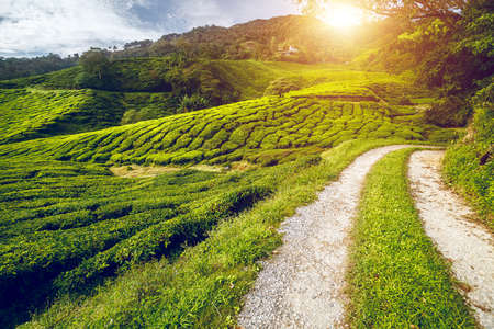 Tea meadow with rural road at sunset  in the Cameron Highlands, Malaysiaの写真素材
