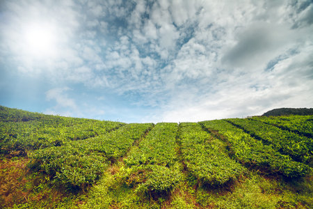 Tea plantation in Cameron highlands, Malaysiaの写真素材