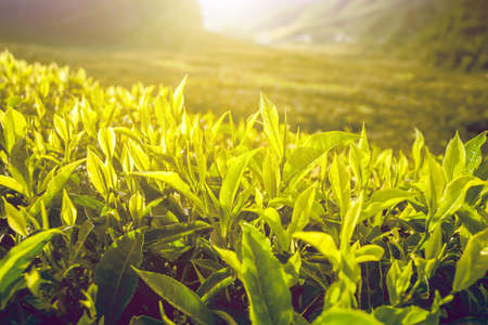 Tea plantation with tea leaves in sunshine. Nature backgroundの写真素材