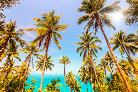 View of nice tropical landscape with coconuts palm trees and seaの写真素材