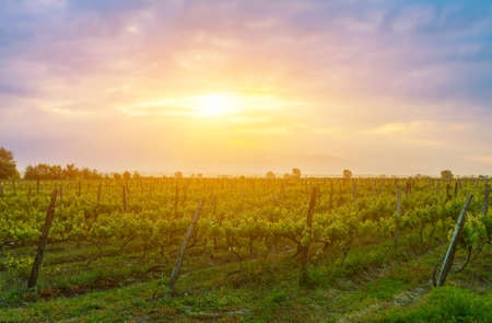 Gorgeous sunset over beautiful green vines in Kakheti region, Georgiaの写真素材