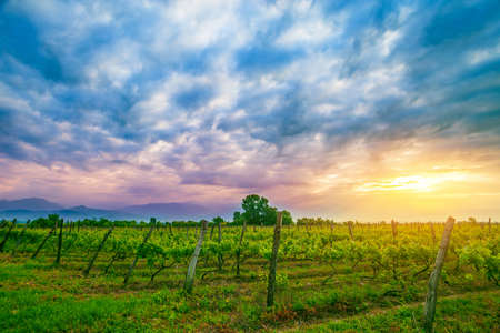 Gorgeous sunset over beautiful green vines in Kakheti region, Georgiaの写真素材