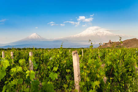 Grape field in Ararat valley. View of Khor Virap and Mount Araratの写真素材
