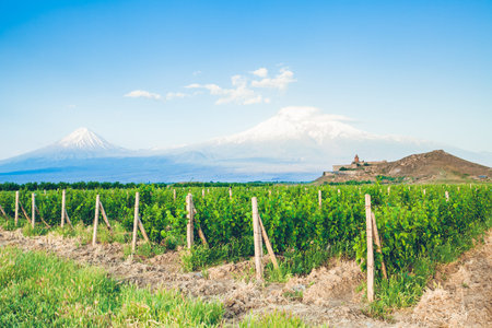 Grape field in Ararat valley. View of Khor Virap and Mount Ararat. Exploring Armenia