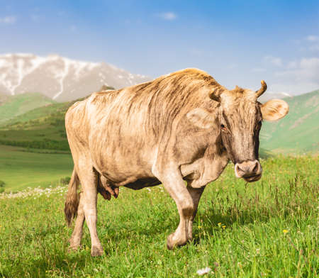 Beautiful cow grazing on green meadow in mountains of Armeniaの写真素材