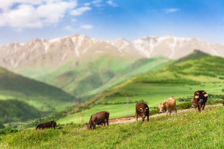 Herd of cows grazing on green meadow in mountains of Armeniaの写真素材