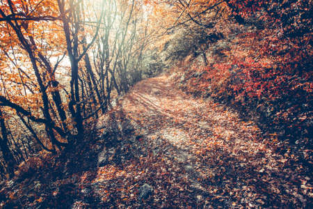 Majestic colorful forest with sunny beams. Bright autumn leaves. Carpathians, Ukraine, Europe. Beauty worldの写真素材