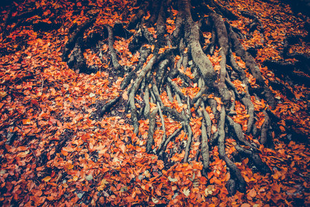 Strong roots of old tree with dry orange leavesの写真素材