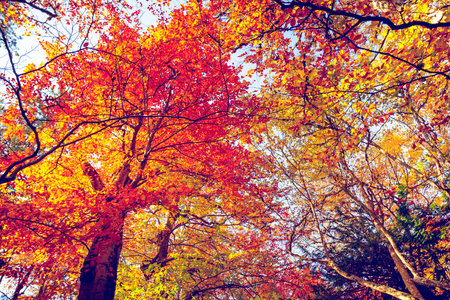 Beautiful golden autumn in the forest. Tree with golden red orange yellow leaves against blue sky. Natural background. Beauty worldの写真素材
