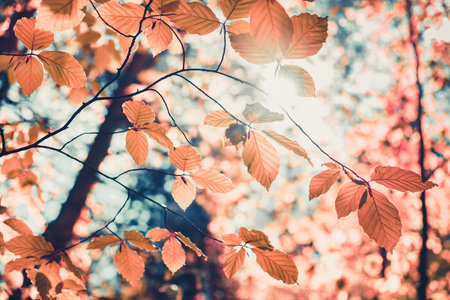 Beautiful golden autumn in the forest. Tree with golden leaves against blue sky. Natural background. Beauty worldの写真素材