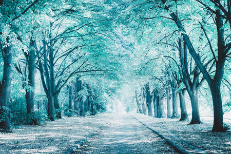Perfect alley in the park between tall trees. Image toned in blue color. Winter landscape. Beautiful nature backgroundの写真素材
