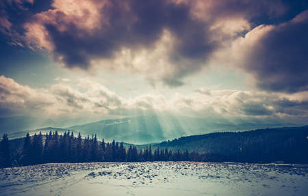 Majestic forest at snowy mountain valley. Dramatic and picturesque morning scene. Carpathians, Ukraine, Europe. Beauty worldmountain landscape on the cloudy sky background with sun beamsの写真素材