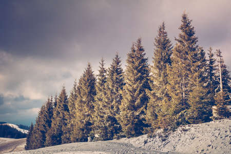 Majestic pine tree forest at mountain valley. Dramatic and picturesque morning scene. Vintage toning effect. Carpathians, Ukraine, Europe. Beauty worldmountain landscape on the sunset sky backgroundの写真素材
