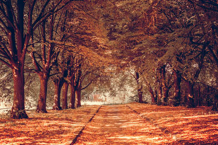 Beautiful alley in a park with colorful trees, autumn landscape. Garden walkway with picturesque orange autumn forest. Beautiful nature landscape. Travel background.の写真素材