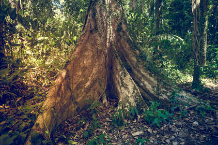 Jungle forest. Tropical trees in Asia. Beautiful adventure nature landscape background in deep rain forest of Thailand. Picturesque and gorgeous scene. Cross processed retro and vintage style toningの写真素材