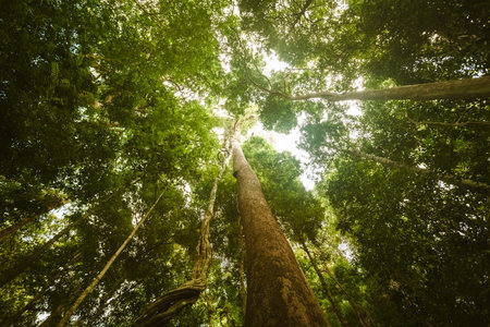 Jungle forest. Tropical trees in Asia. Beautiful adventure nature landscape background in deep rain...