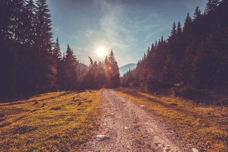 Empty road in pine tree forest. Trekking in Carpathian mountains, Ukraine. Nature autumn landscape. Travel background. Holiday, hiking, sport, recreation. Vintage toning filterの写真素材