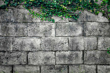 Grey stone wall consisting of massive bricks and braided with climbing plants. Geometric rectangular pattern. Ideal background for collages and illustrations. Artistic retouching.の写真素材