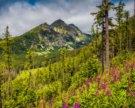 Panoramic view of the majestic Tatra Mountains in Slovakia. Summer idyllic landscape. Mighty mountains, wild woods and blooming meadows. Splash of colors.の写真素材