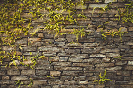 Dark old brown stone wall consisting of massive bricks and braided with climbing plants. Geometric rectangular pattern. Ideal background for collages and illustrations. Artistic retouching.の写真素材
