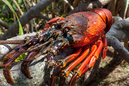 Close-up image of the big rock lobster sitting on the dry tree branch of the tropical tree....