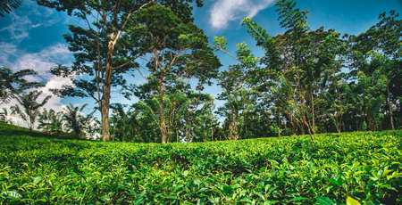 The tea plantation surrounded by the tropical forest. The plant Camellia Sinensis is the evergreen shrub or small tree whose leaves and leaf buds are used to produce tea. Nuwara Eliya, Sri Lanka.の写真素材