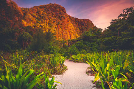 The pedestrian sand path in the wonderful green valley surrounded by the tropical plants on the covered with the vegetation rock background. Spectacular colorful scenery. Phi Phi Island, Thailand.の写真素材