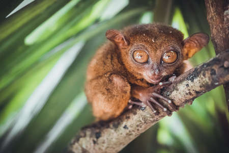 Endangered Tarsier in Bohol Tarsier sanctuary, Cebu, Philippines. Cute Tarsius monkey with big eyes sitting on a branch with green leaves. The smallest primate Carlito syrichta in nature.の写真素材