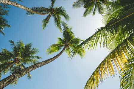 Coconut Palm trees against blue sky. Sunny weather. Travel Background. Nature landscape. Holiday and recreation on exotic island beach resort. Bottom view on green leaf and palm trunksの写真素材