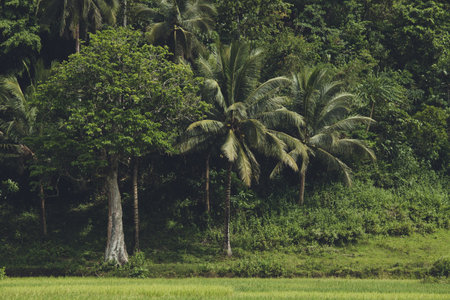 The dense greens of the Asian forest. The exotic plants. Stunning landscape. The palms surrounded by...