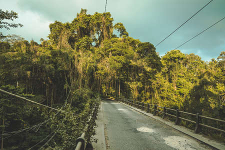 The vintage suspension bridge leading to the tropical forest. Stunning Asian landscape. The tourist road among the dense woods. The climbing lianas plants background. The cloudy rainy sky.の写真素材