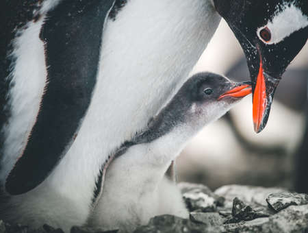 Close-up adult and baby penguins. Antarctica wildlife. The mother penguin cares about the child. White and black image with bright red details. The behavior of the wild animals. Cute scene.の写真素材
